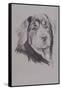 Tibetan Mastiff-Barbara Keith-Framed Stretched Canvas