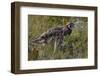 Tibetan partridge (Perdix hodgsoniae) near Yushu, Tibetan Plateau, Qinghai, China-Staffan Widstrand/Wild Wonders of China-Framed Photographic Print