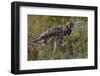 Tibetan partridge (Perdix hodgsoniae) near Yushu, Tibetan Plateau, Qinghai, China-Staffan Widstrand/Wild Wonders of China-Framed Photographic Print