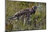 Tibetan partridge (Perdix hodgsoniae) near Yushu, Tibetan Plateau, Qinghai, China-Staffan Widstrand/Wild Wonders of China-Mounted Photographic Print