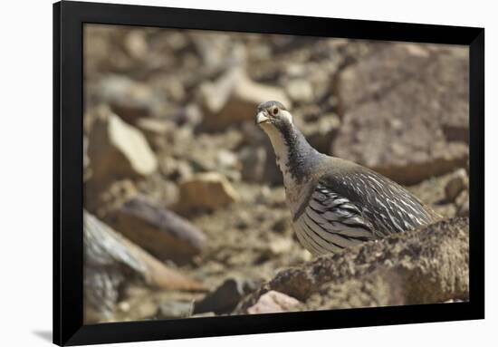 Tibetan Snowcock (Tetraogallus Tibetanus) Mount Qomolangma National Park-Dong Lei-Framed Photographic Print