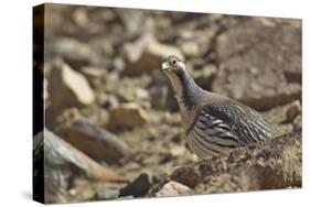 Tibetan Snowcock (Tetraogallus Tibetanus) Mount Qomolangma National Park-Dong Lei-Stretched Canvas