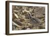 Tibetan Snowcock (Tetraogallus Tibetanus) Mount Qomolangma National Park-Dong Lei-Framed Photographic Print