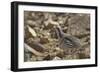 Tibetan Snowcock (Tetraogallus Tibetanus) Mount Qomolangma National Park-Dong Lei-Framed Photographic Print