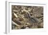 Tibetan Snowcock (Tetraogallus Tibetanus) Mount Qomolangma National Park-Dong Lei-Framed Photographic Print