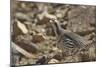 Tibetan Snowcock (Tetraogallus Tibetanus) Mount Qomolangma National Park-Dong Lei-Mounted Photographic Print