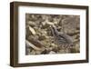 Tibetan Snowcock (Tetraogallus Tibetanus) Mount Qomolangma National Park-Dong Lei-Framed Photographic Print