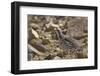 Tibetan Snowcock (Tetraogallus Tibetanus) Mount Qomolangma National Park-Dong Lei-Framed Photographic Print