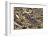 Tibetan Snowcock (Tetraogallus Tibetanus) Mount Qomolangma National Park-Dong Lei-Framed Photographic Print