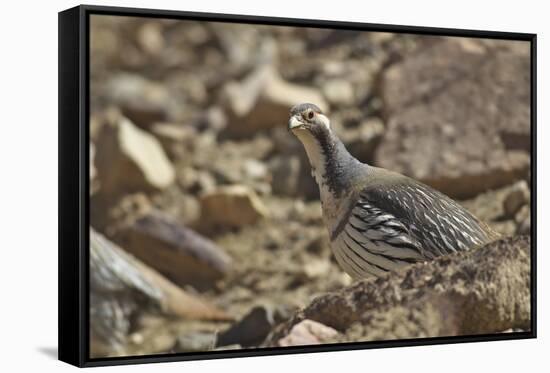 Tibetan Snowcock (Tetraogallus Tibetanus) Mount Qomolangma National Park-Dong Lei-Framed Stretched Canvas