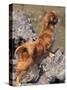 Tibetan Spaniel Perching on Rocks for a Better View-Adriano Bacchella-Stretched Canvas