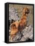 Tibetan Spaniel Perching on Rocks for a Better View-Adriano Bacchella-Framed Stretched Canvas