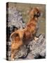 Tibetan Spaniel Perching on Rocks for a Better View-Adriano Bacchella-Stretched Canvas