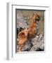 Tibetan Spaniel Perching on Rocks for a Better View-Adriano Bacchella-Framed Premium Photographic Print