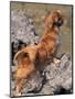 Tibetan Spaniel Perching on Rocks for a Better View-Adriano Bacchella-Mounted Premium Photographic Print