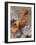 Tibetan Spaniel Perching on Rocks for a Better View-Adriano Bacchella-Framed Photographic Print
