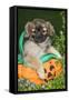 Tibetan Spaniel Puppies in Garden in Pumpkin-null-Framed Stretched Canvas