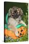 Tibetan Spaniel Puppies in Garden in Pumpkin-null-Stretched Canvas