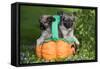 Tibetan Spaniel Puppies in Garden in Pumpkin-null-Framed Stretched Canvas