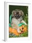 Tibetan Spaniel Puppies in Garden in Pumpkin-null-Framed Photographic Print