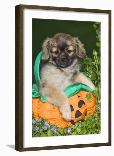 Tibetan Spaniel Puppies in Garden in Pumpkin-null-Framed Photographic Print