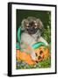 Tibetan Spaniel Puppies in Garden in Pumpkin-null-Framed Photographic Print