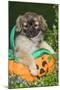 Tibetan Spaniel Puppies in Garden in Pumpkin-null-Mounted Photographic Print