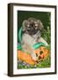 Tibetan Spaniel Puppies in Garden in Pumpkin-null-Framed Photographic Print