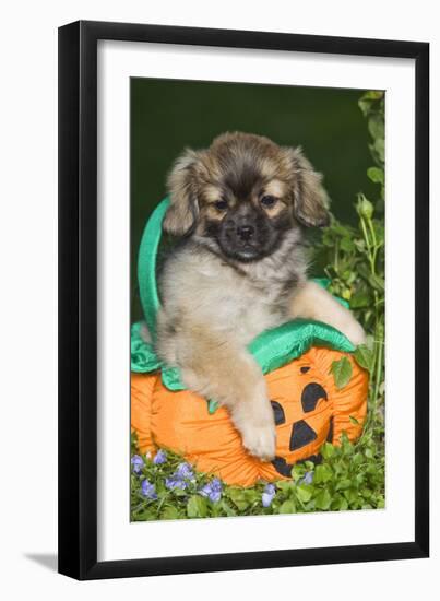 Tibetan Spaniel Puppies in Garden in Pumpkin-null-Framed Photographic Print