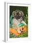 Tibetan Spaniel Puppies in Garden in Pumpkin-null-Framed Photographic Print