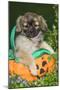 Tibetan Spaniel Puppies in Garden in Pumpkin-null-Mounted Photographic Print