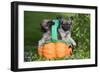 Tibetan Spaniel Puppies in Garden in Pumpkin-null-Framed Photographic Print