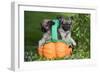 Tibetan Spaniel Puppies in Garden in Pumpkin-null-Framed Photographic Print