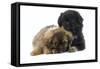 Tibetan Spaniel Puppies-null-Framed Stretched Canvas