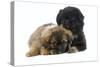 Tibetan Spaniel Puppies-null-Stretched Canvas