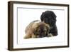 Tibetan Spaniel Puppies-null-Framed Photographic Print