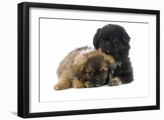 Tibetan Spaniel Puppies-null-Framed Photographic Print