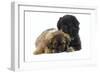 Tibetan Spaniel Puppies-null-Framed Photographic Print