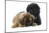 Tibetan Spaniel Puppies-null-Mounted Photographic Print