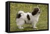 Tibetan Spaniel Puppy 8 Weeks Old-null-Framed Stretched Canvas