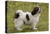 Tibetan Spaniel Puppy 8 Weeks Old-null-Stretched Canvas