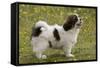 Tibetan Spaniel Puppy 8 Weeks Old-null-Framed Stretched Canvas