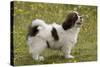 Tibetan Spaniel Puppy 8 Weeks Old-null-Stretched Canvas