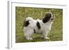 Tibetan Spaniel Puppy 8 Weeks Old-null-Framed Photographic Print