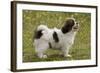 Tibetan Spaniel Puppy 8 Weeks Old-null-Framed Photographic Print