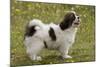 Tibetan Spaniel Puppy 8 Weeks Old-null-Mounted Photographic Print