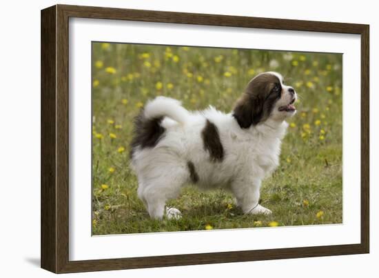 Tibetan Spaniel Puppy 8 Weeks Old-null-Framed Photographic Print