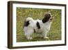 Tibetan Spaniel Puppy 8 Weeks Old-null-Framed Photographic Print