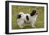 Tibetan Spaniel Puppy 8 Weeks Old-null-Framed Photographic Print