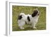 Tibetan Spaniel Puppy 8 Weeks Old-null-Framed Photographic Print